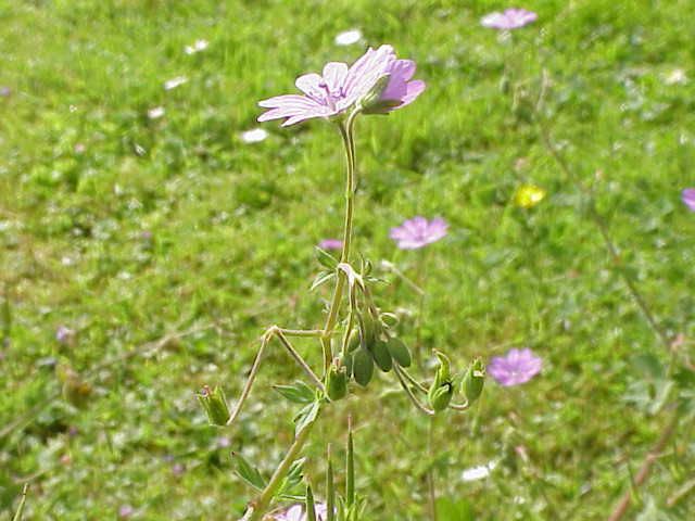 Geranium pyrenaicum Burm. f.