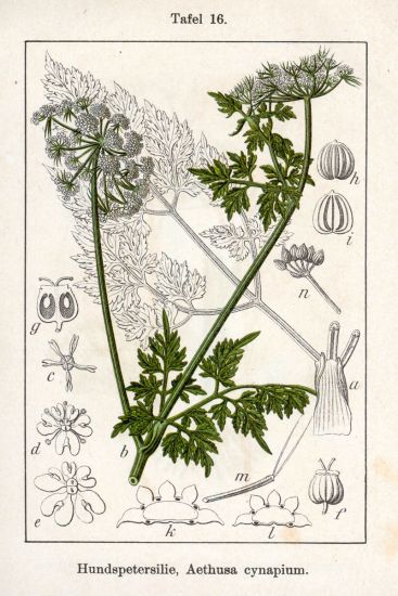 Aethusa cynapium L.