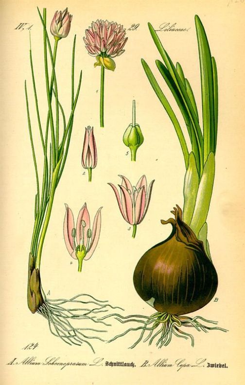 Allium cepa L.