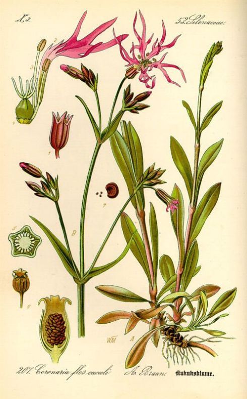 Silene flos-cuculi (L.) Clairv.