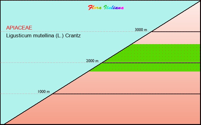 Altitudine - Elevation - Ligusticum mutellina (L.) Crantz