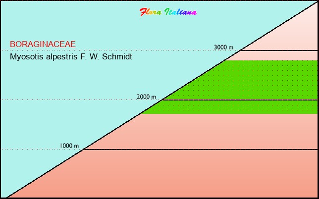 Altitudine - Elevation - Myosotis alpestris F. W. Schmidt