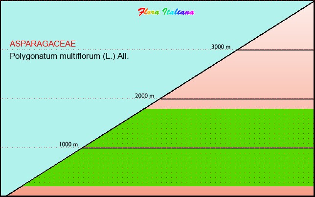 Altitudine - Elevation - Polygonatum multiflorum (L.) All.