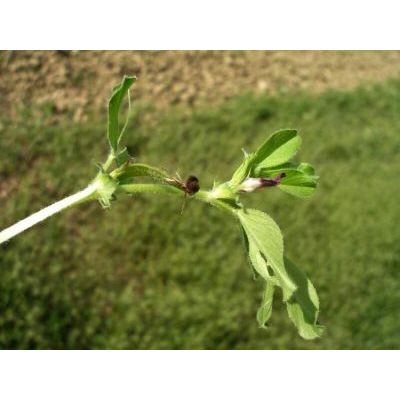 Vicia narbonensis L. subsp. narbonensis 