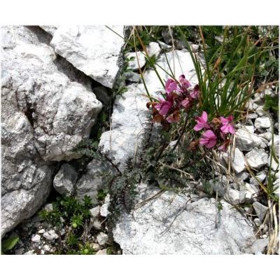 Pedicularis rostratocapitata Crantz subsp. rostratocapitata 