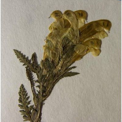 Pedicularis comosa L. subsp. comosa 