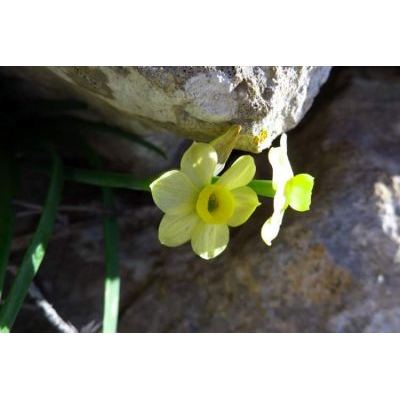 Narcissus supramontanus Arrigoni subsp. cunicularium Arrigoni 