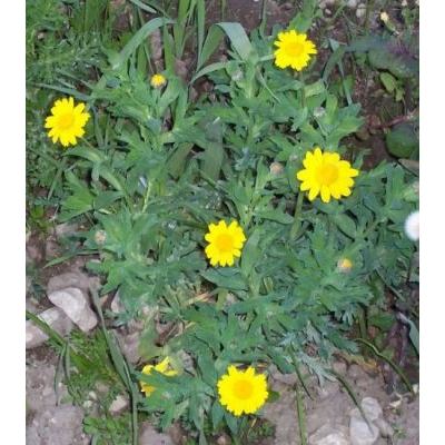 Chrysanthemum segetum L. 