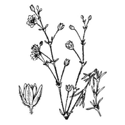 Spergularia rubra (L.) J. Presl & C. Presl 