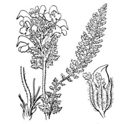 Pedicularis tuberosa L. 