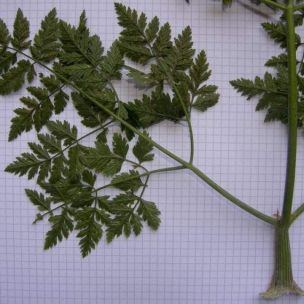 Conium maculatum Conium maculatum - Italia