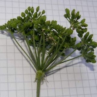 Conium maculatum Conium maculatum - Sardegna