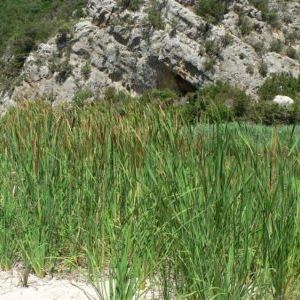 Typha angustifolia Typha angustifolia - Calabria