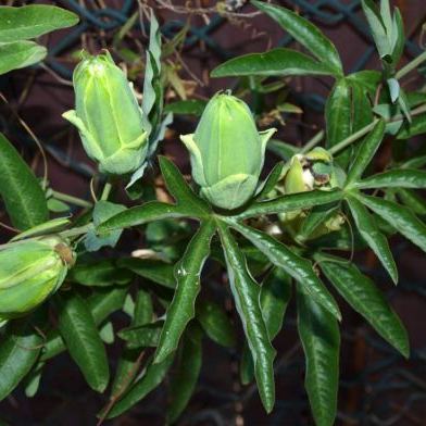 Passiflora caerulea Passiflora caerulea - Sardegna